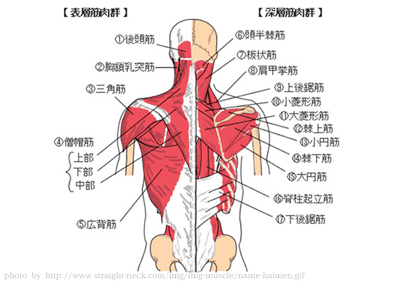 背中の筋肉構造